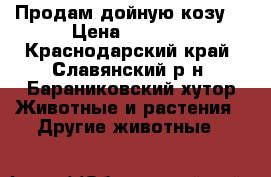 Продам дойную козу  › Цена ­ 5 000 - Краснодарский край, Славянский р-н, Бараниковский хутор Животные и растения » Другие животные   